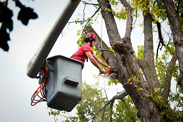 Best Dead Tree Removal  in Lifornia City, CA